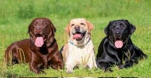 Labrador angle 2